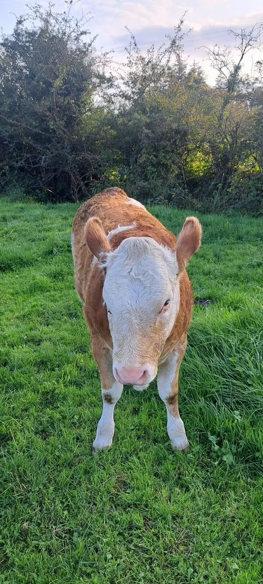 PBR Simmental heifer - Image 4