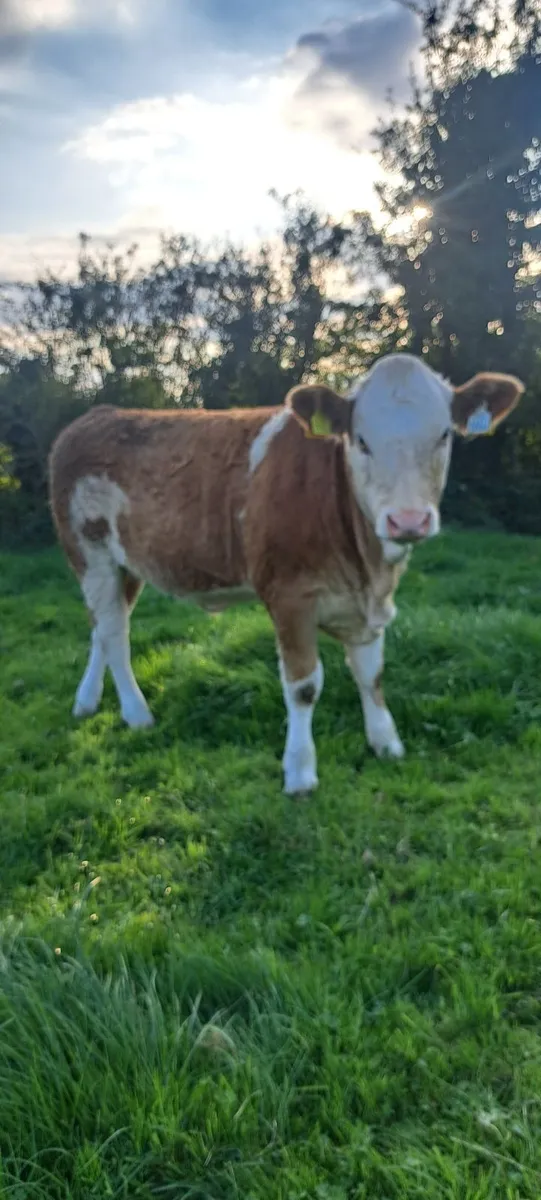PBR Simmental heifer - Image 3