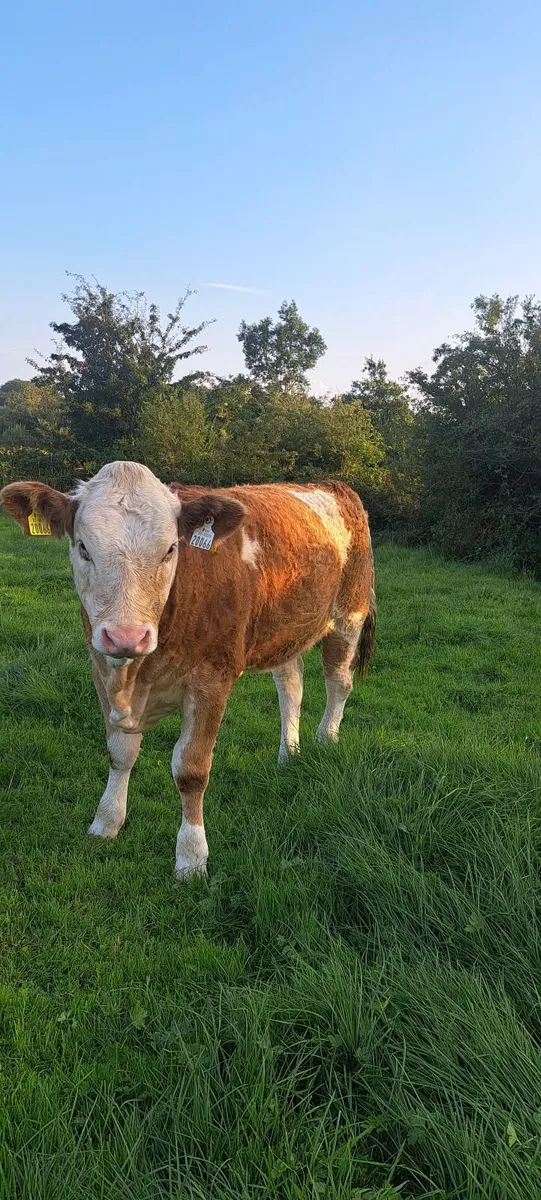 PBR Simmental heifer - Image 1