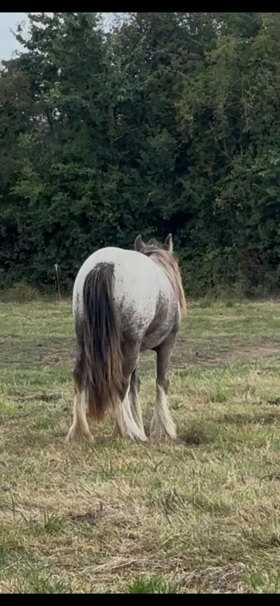 Filly - Image 1