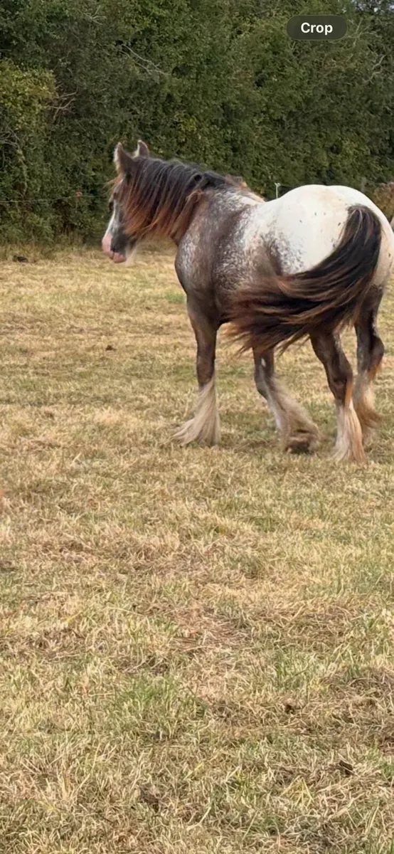 Filly - Image 2