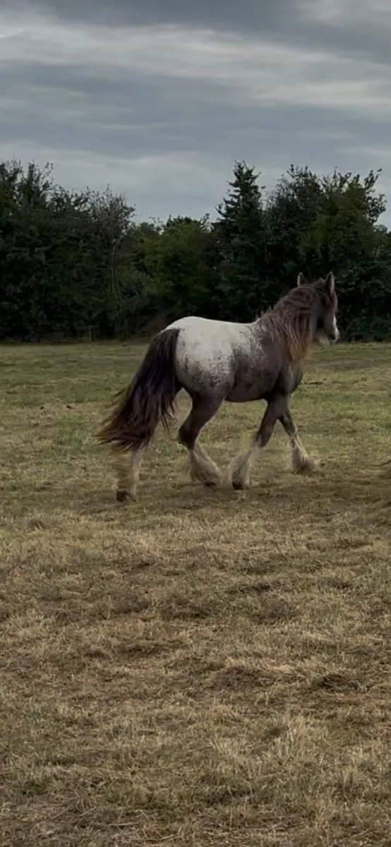 Filly - Image 3