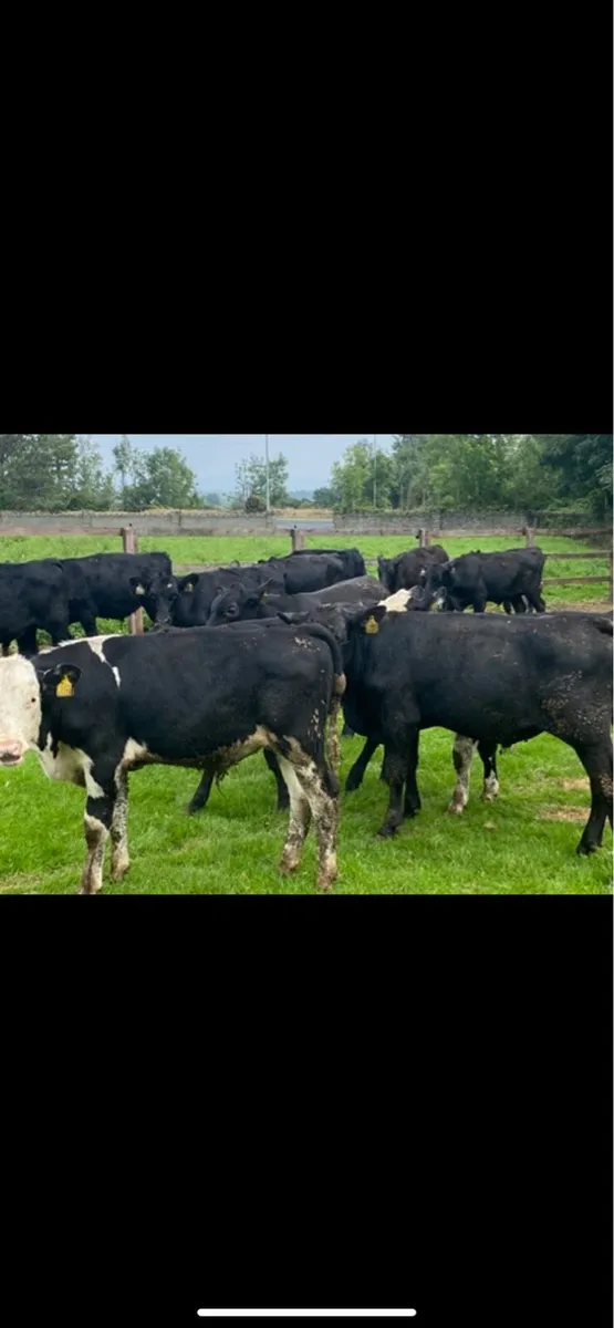 Super AA Bull Weanlings - Image 2