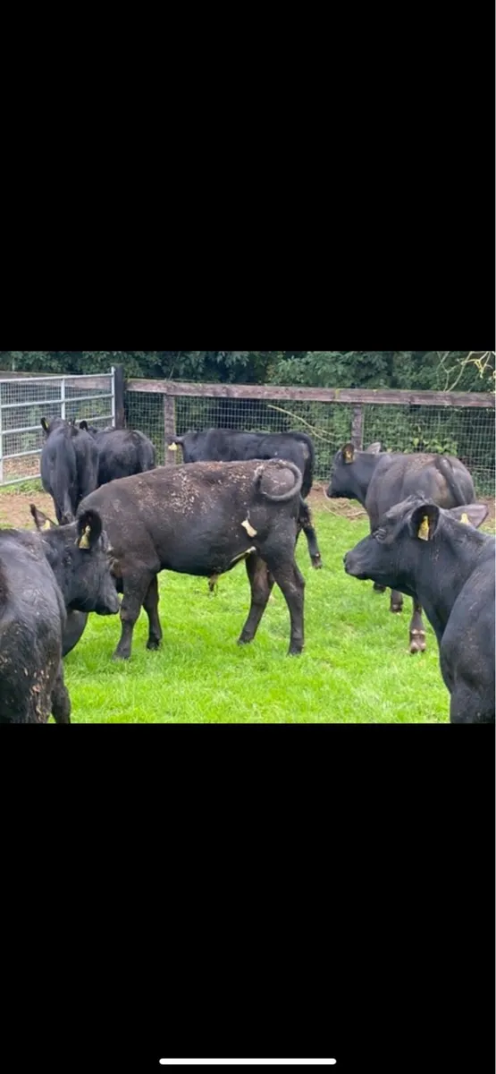 Super AA Bull Weanlings - Image 3