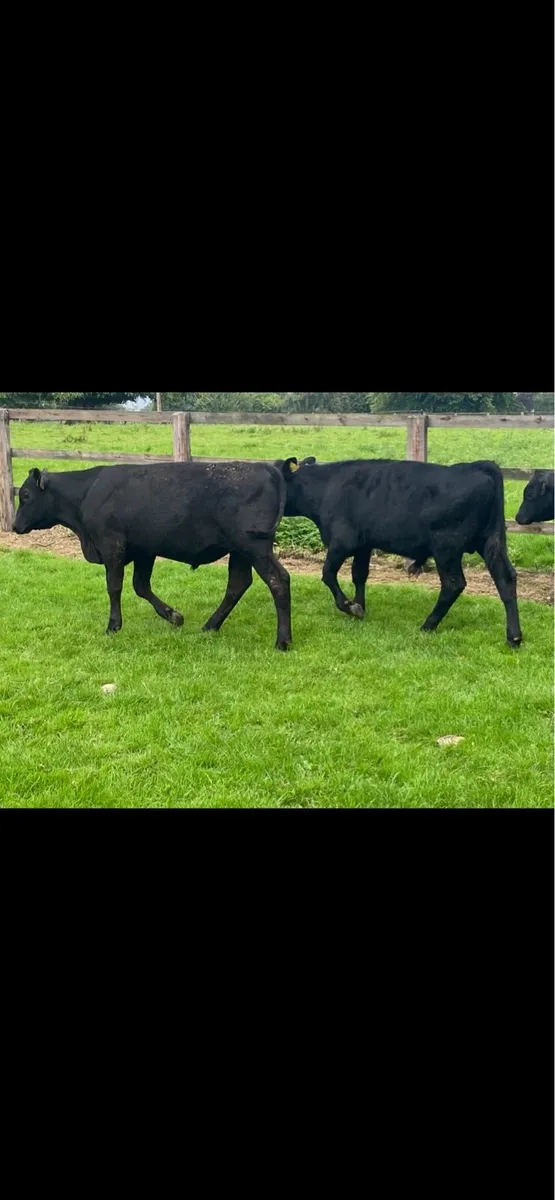 Super AA Bull Weanlings - Image 4
