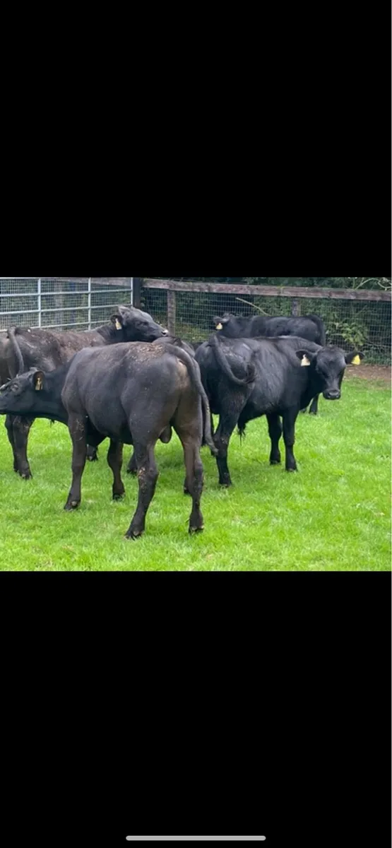 Super AA Bull Weanlings - Image 1