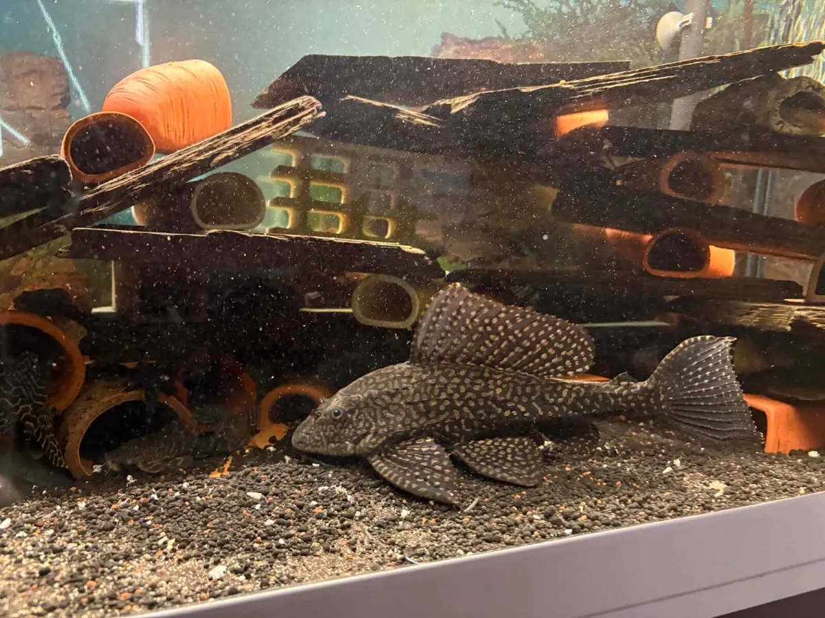 Aquarium 240L - Image 2