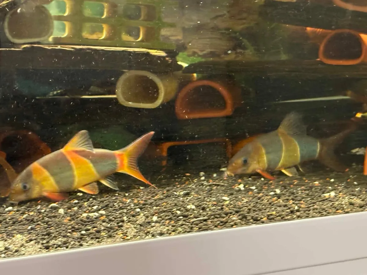 Aquarium 240L - Image 4