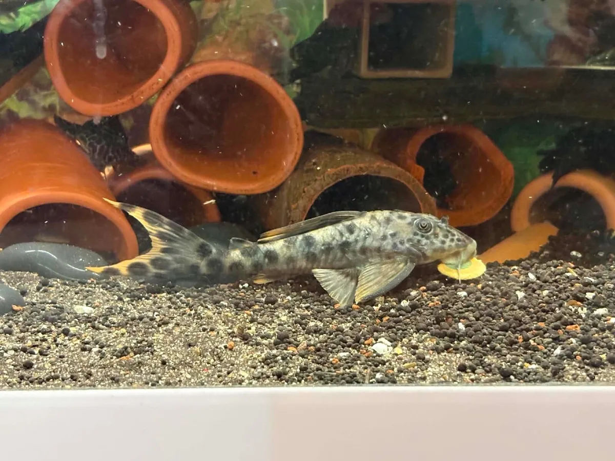 Aquarium 240L - Image 3