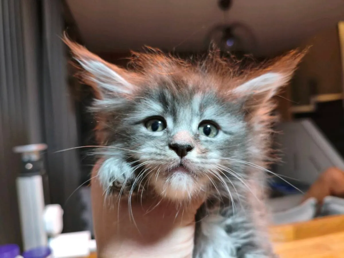TICA registeredl Maine coon kittens - Image 2