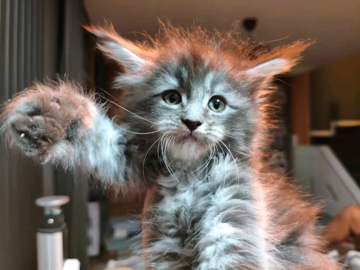 TICA registeredl Maine coon kittens - Image 3