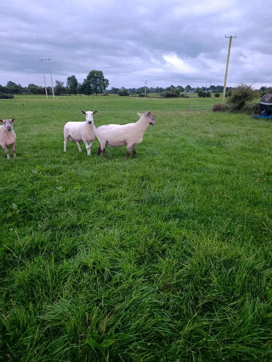 3 HYBRID RAMS AND 1 PURE BLUE LEISTER - Image 3