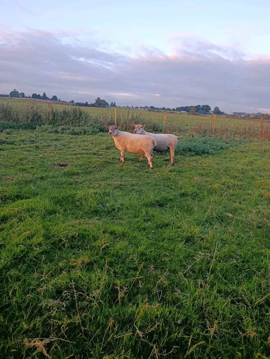 3 HYBRID RAMS AND 1 PURE BLUE LEISTER - Image 4