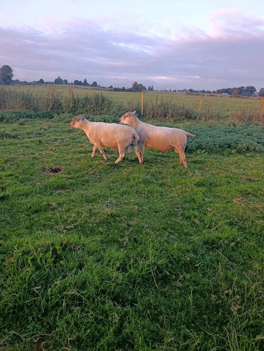 3 HYBRID RAMS AND 1 PURE BLUE LEISTER - Image 1