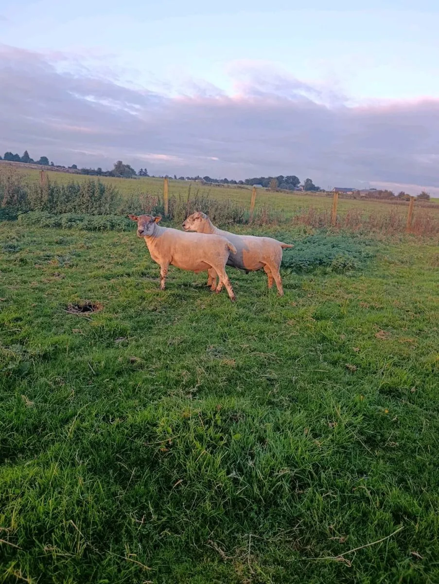 3 HYBRID RAMS AND 1 PURE BLUE LEISTER - Image 2
