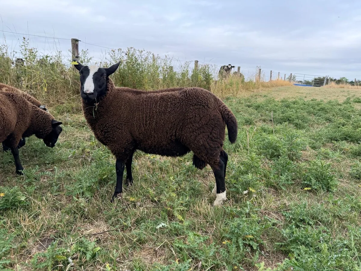 Zwartble Ram Lambs - Image 2