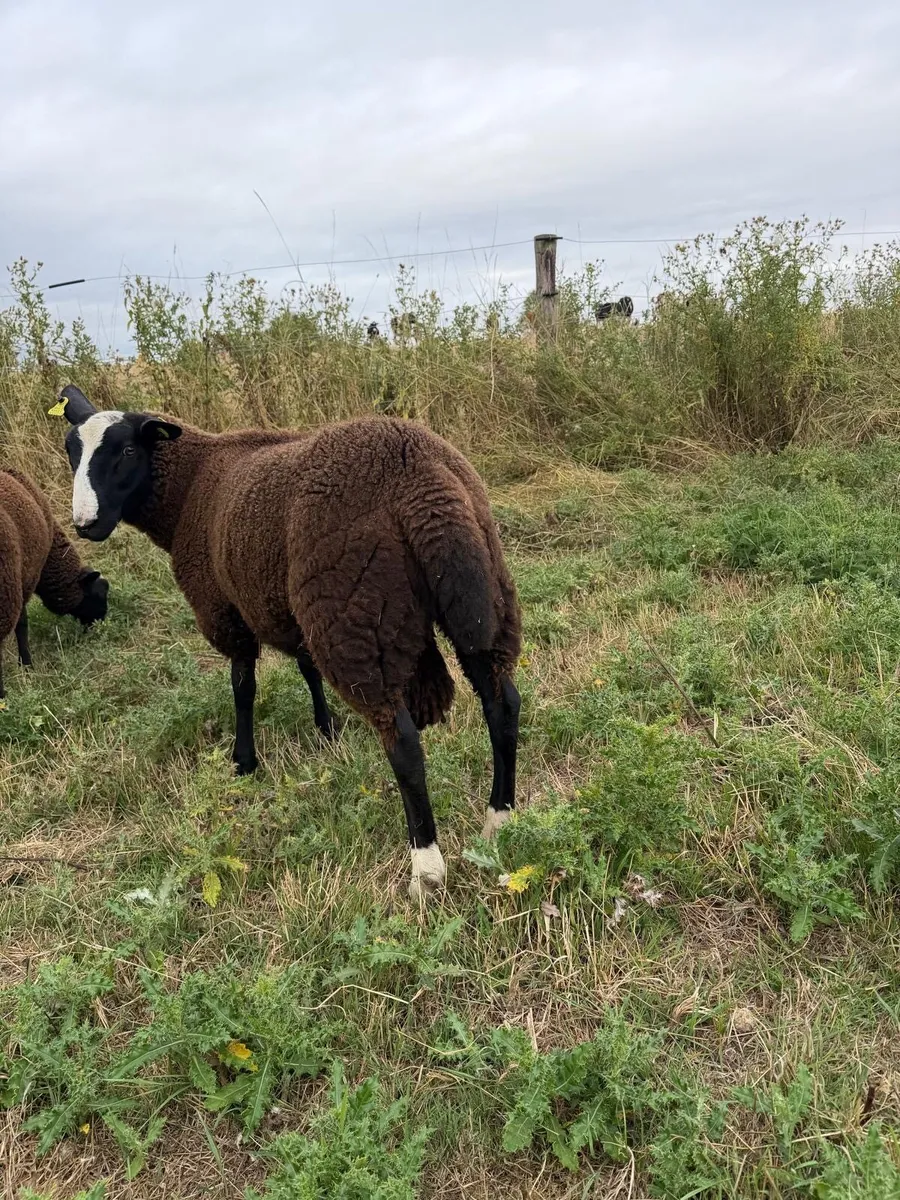 Zwartble Ram Lambs - Image 3