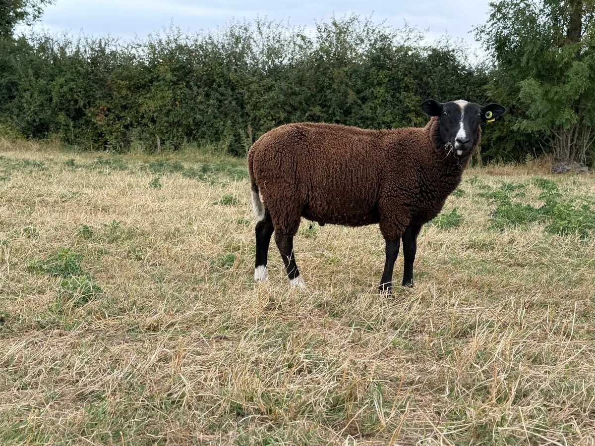 Zwartble Ram Lambs - Image 4