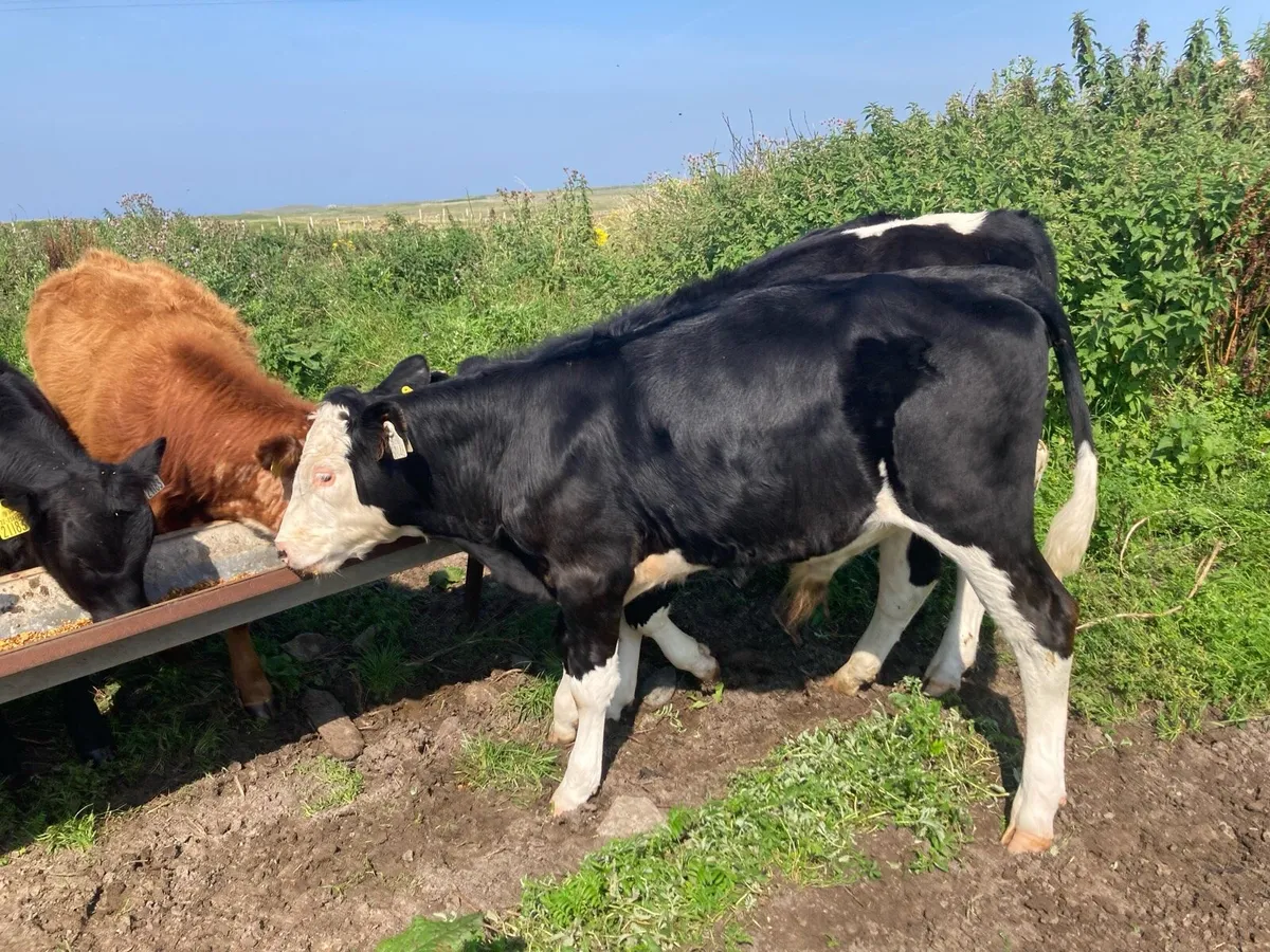 Bull weanlings weaned - Image 1