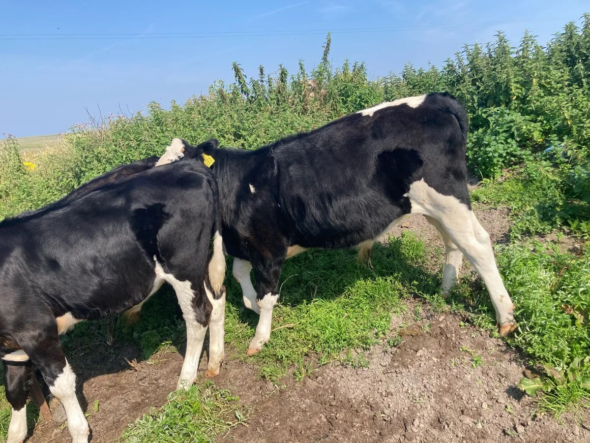 Bull weanlings weaned - Image 2