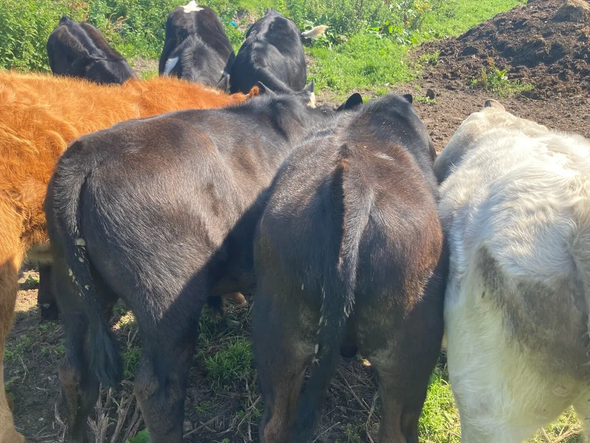 Bull weanlings weaned - Image 3