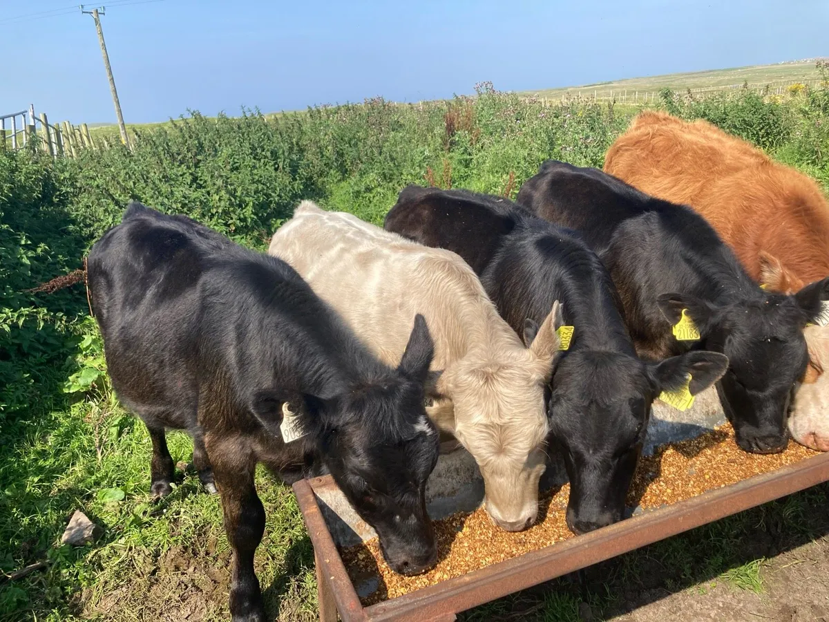 Bull weanlings weaned - Image 4