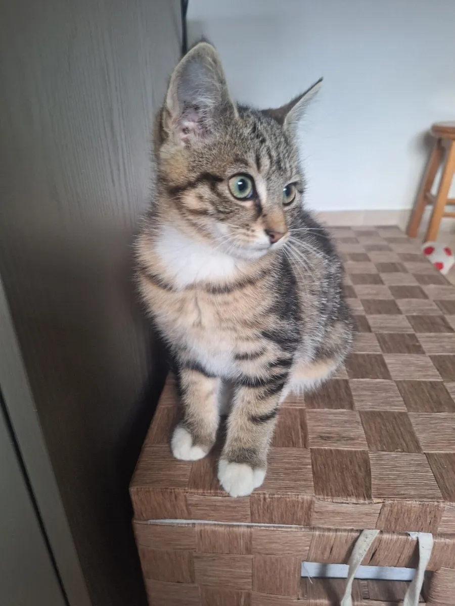 Long haired kitten - Image 2