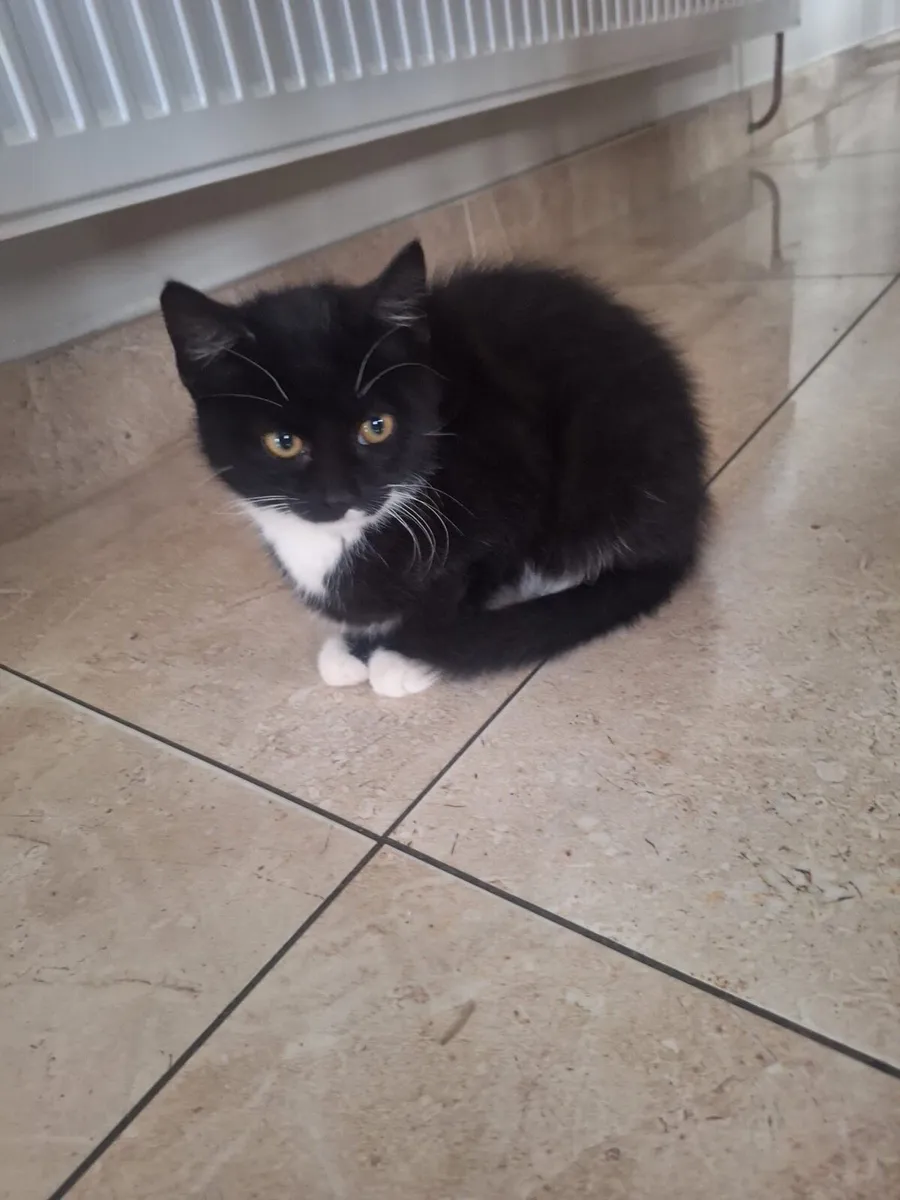 Long haired kitten - Image 3