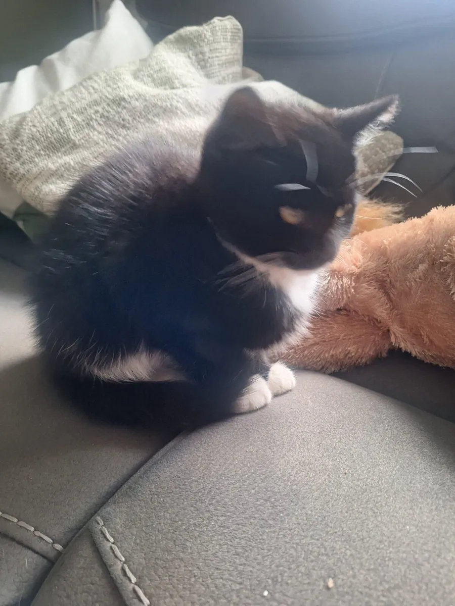 Long haired kitten - Image 4