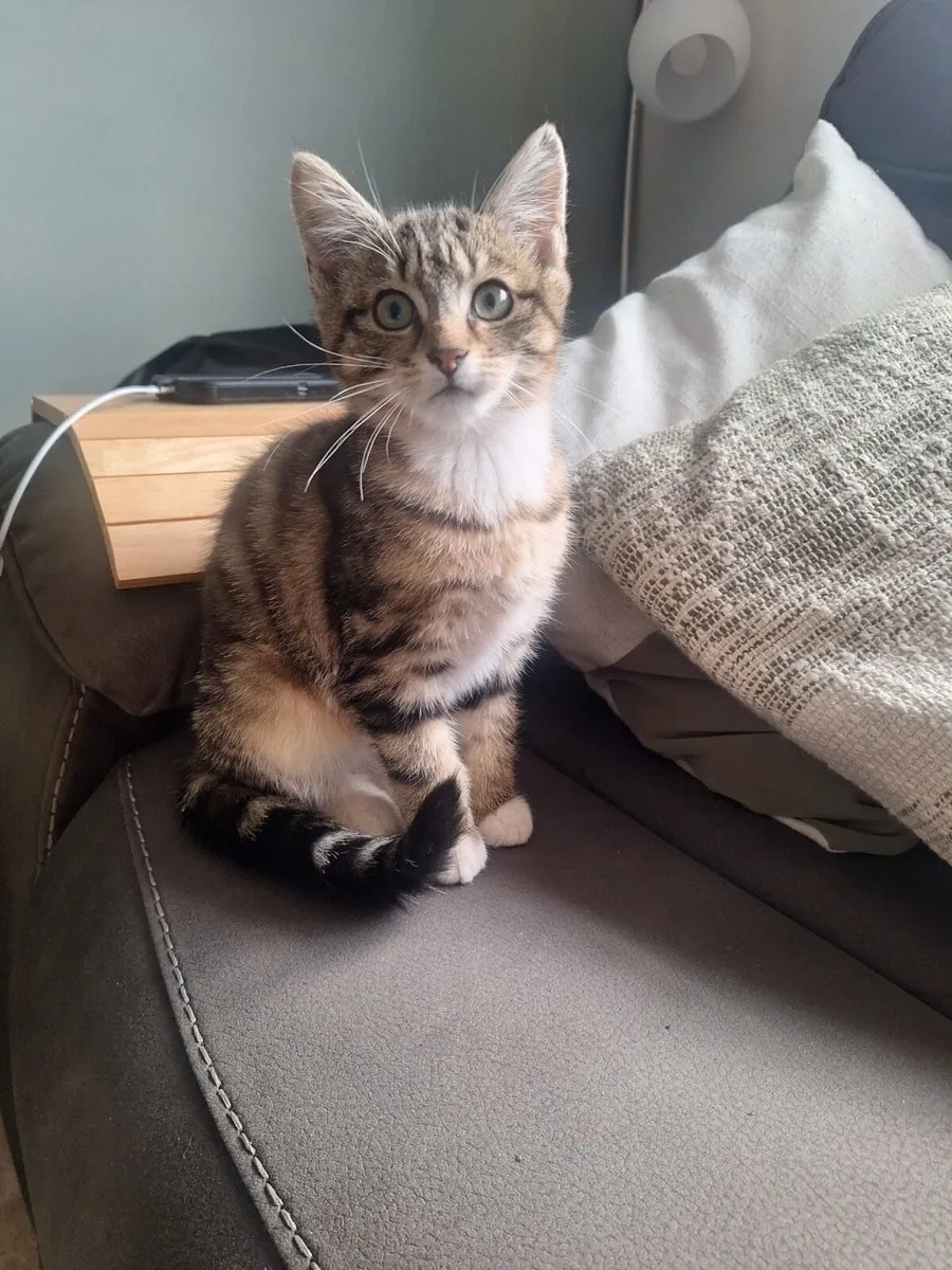 Long haired kitten - Image 1