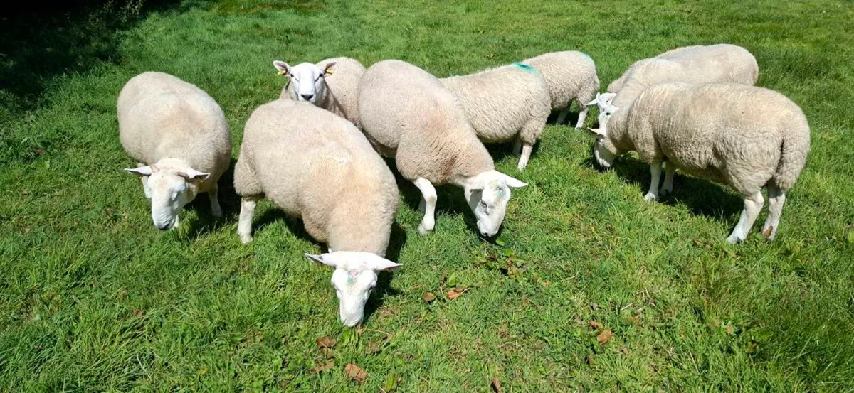 Organic Cheviot Hogget Rams - Image 4