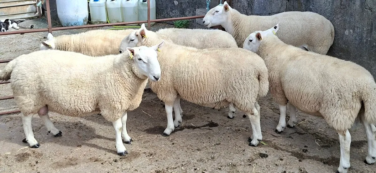 Organic Cheviot Hogget Rams - Image 3