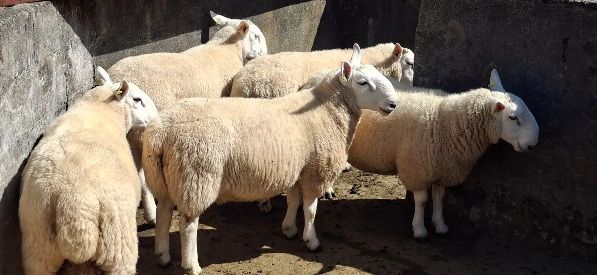 Organic Cheviot Hogget Rams - Image 1