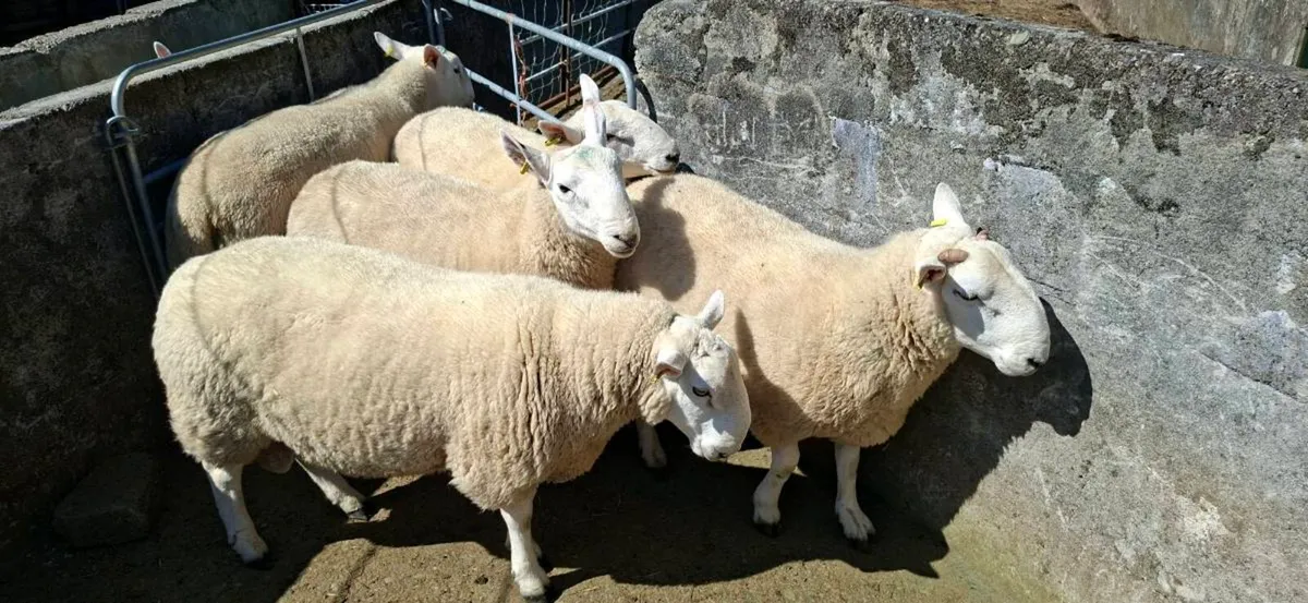Organic Cheviot Hogget Rams - Image 2