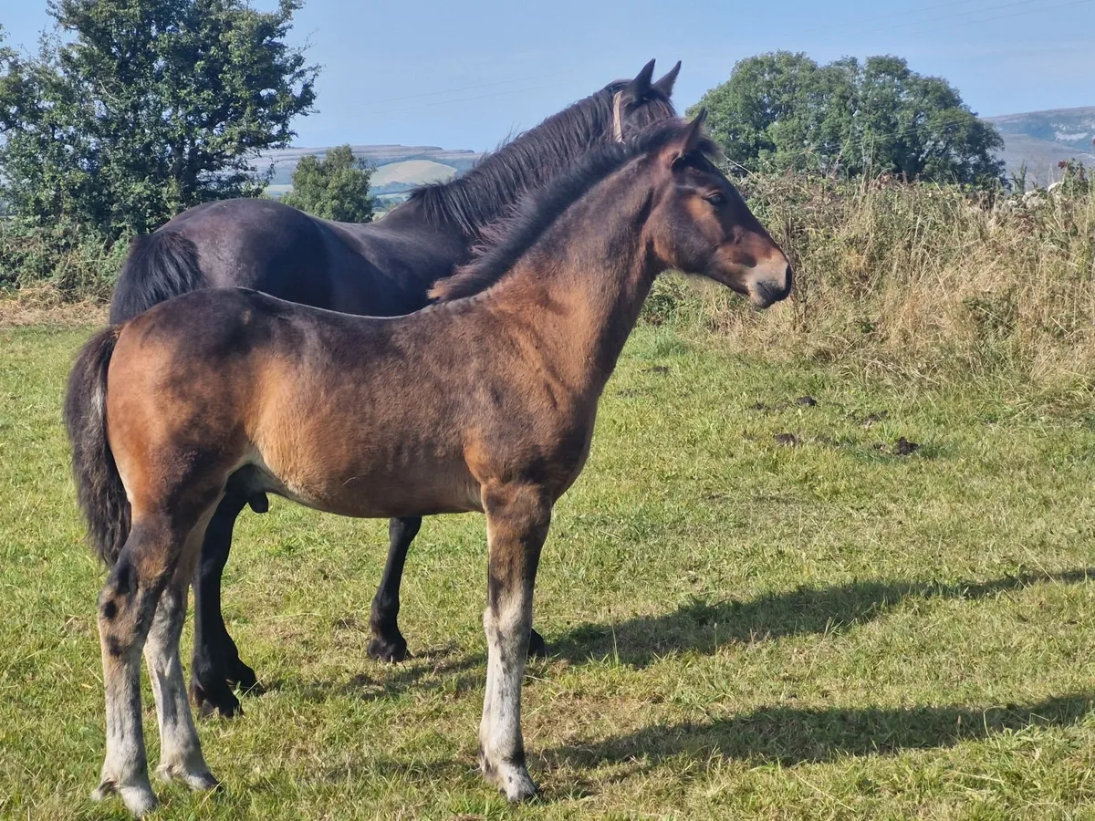 Connemara Colt Foal - Image 2