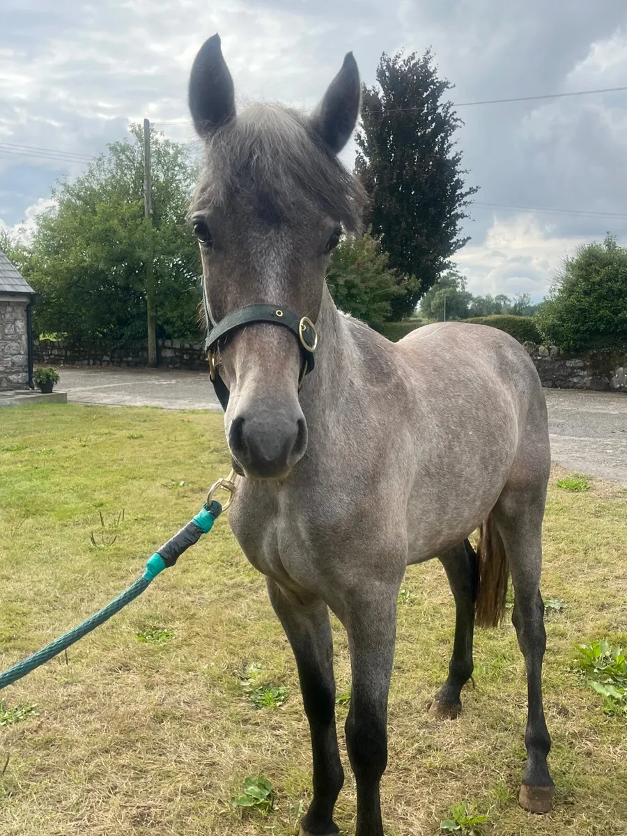 Connemara geldings - Image 1