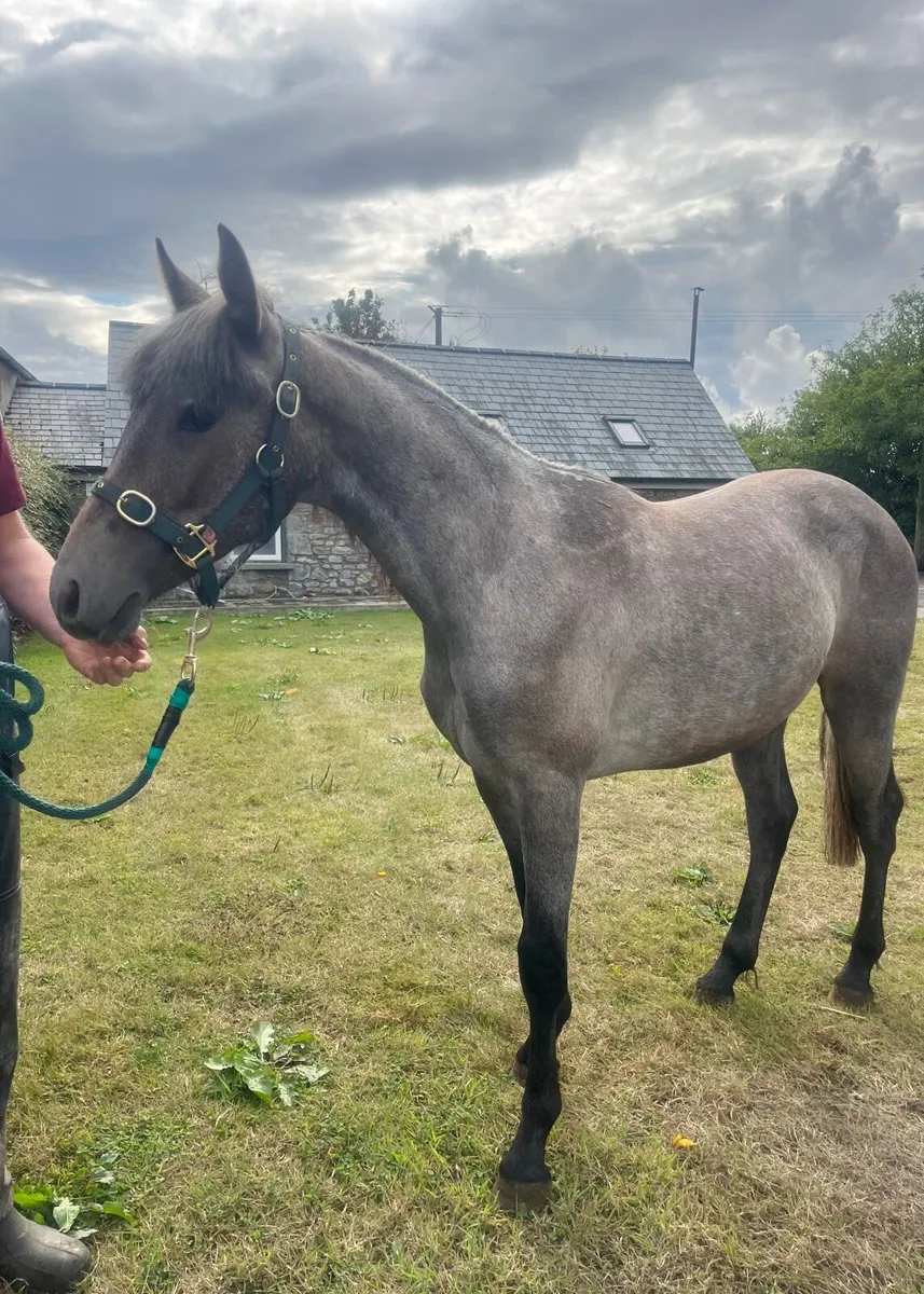 Connemara geldings - Image 2