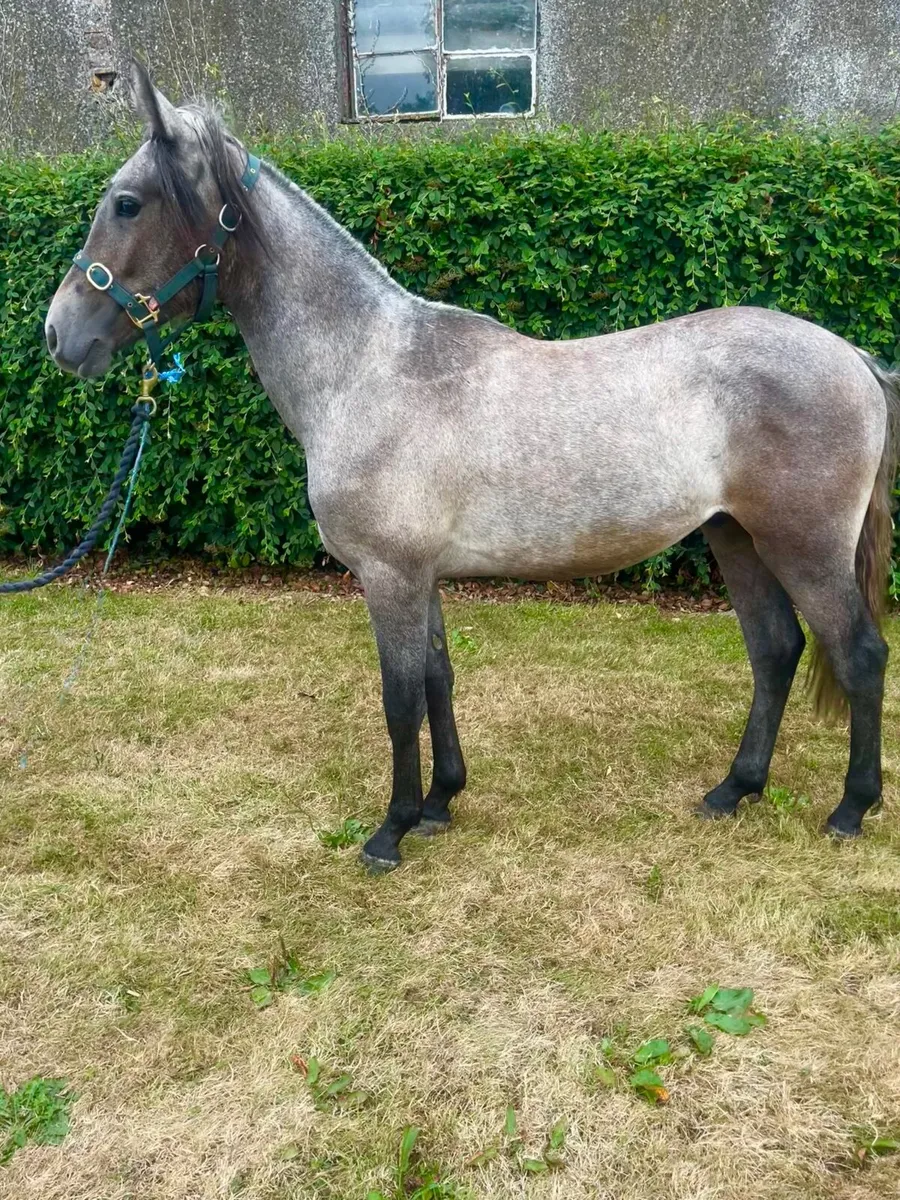 Connemara geldings - Image 3