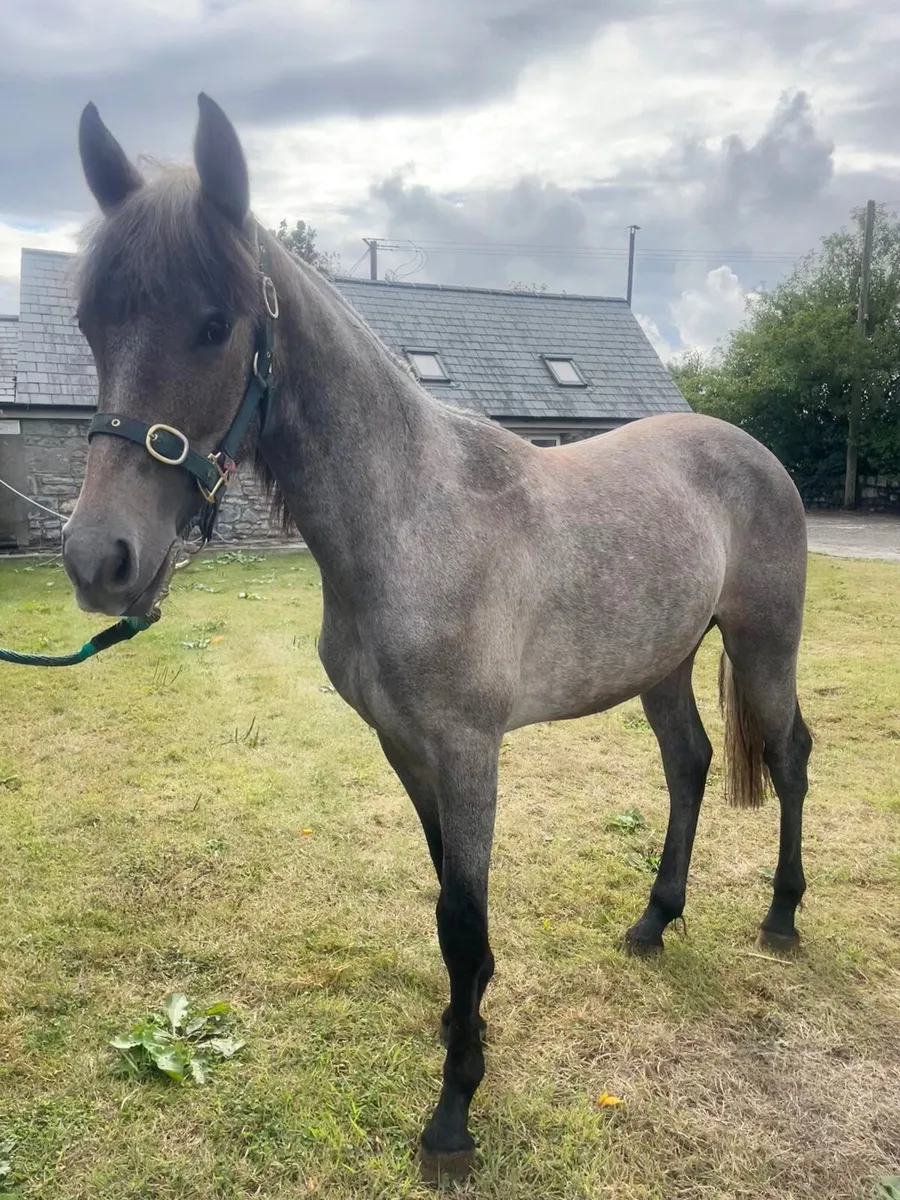 Connemara geldings - Image 4