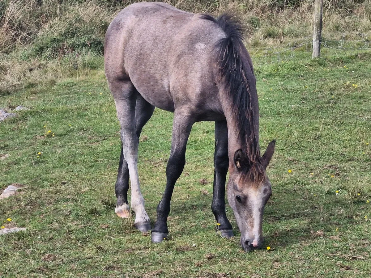 Connemara Filly Foal - Image 2