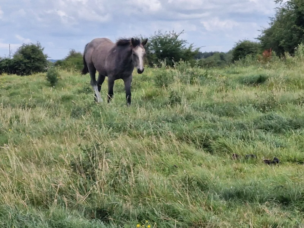 Connemara Filly Foal - Image 3