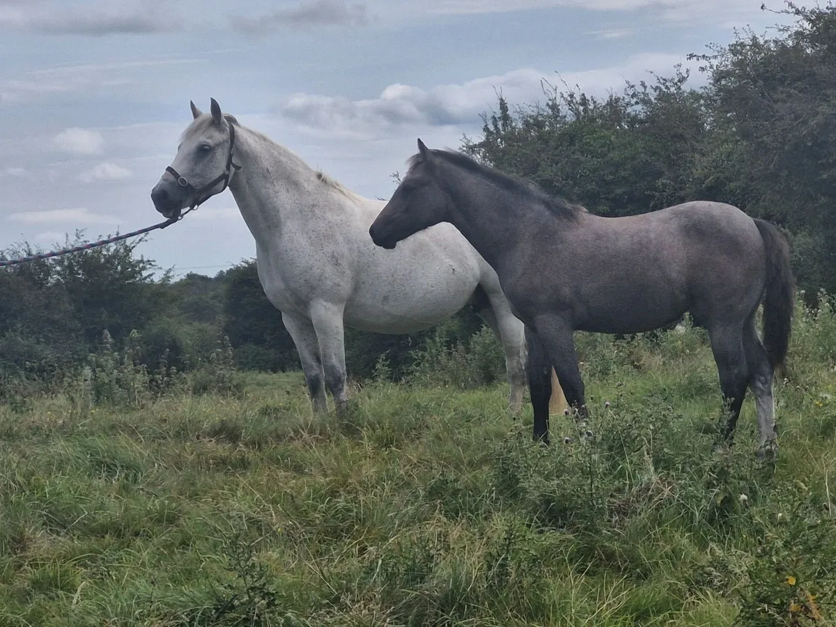 Connemara Filly Foal - Image 4