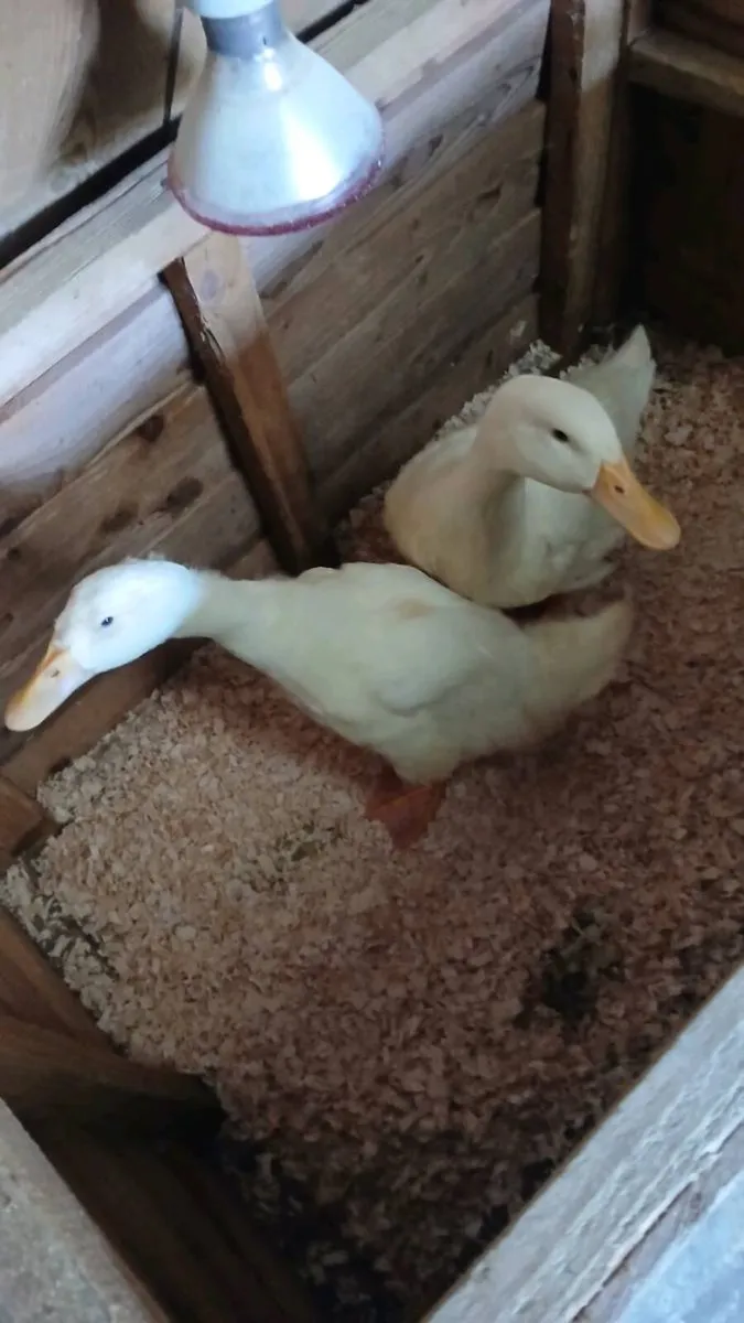 Prebreed  aylesbury ducking and  laying ducks - Image 2