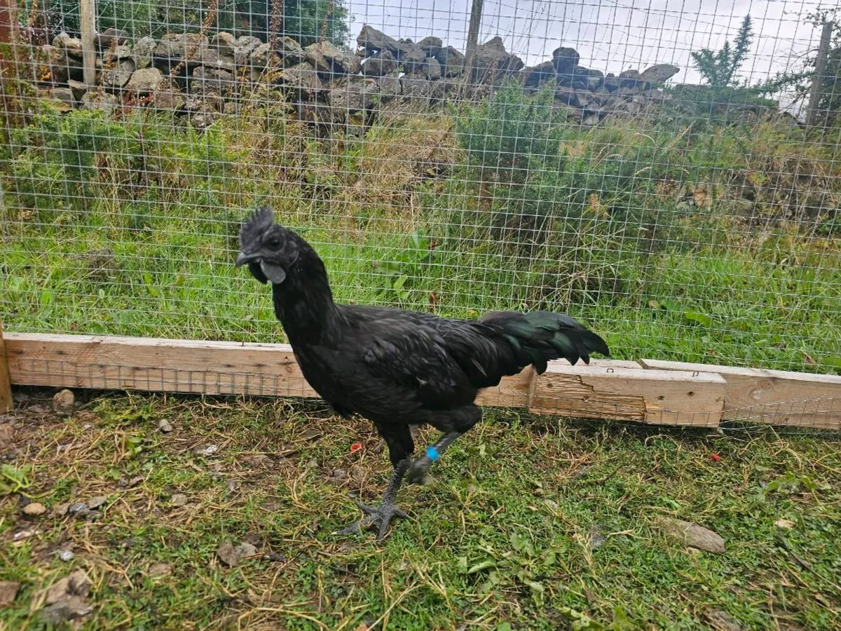 Pure Ayam Cemani Trio - 2 Roosters + 1 Pullet - Image 2