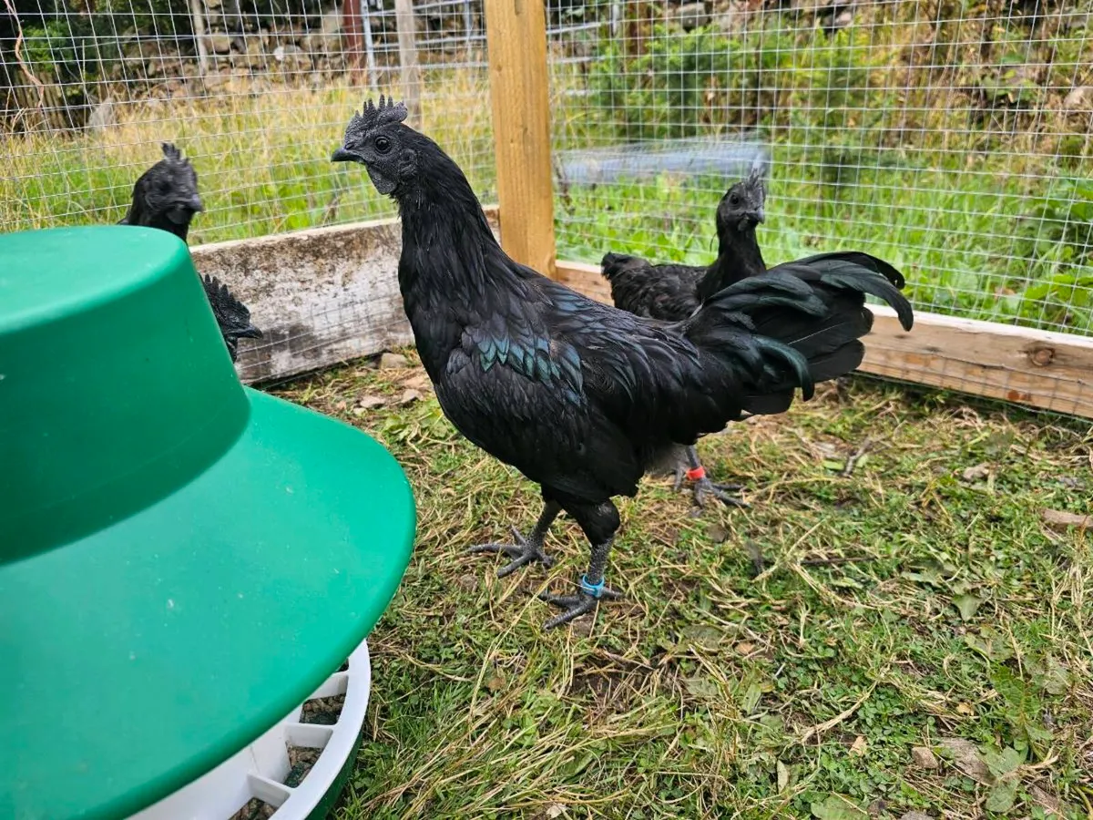 Pure Ayam Cemani Trio - 2 Roosters + 1 Pullet - Image 3