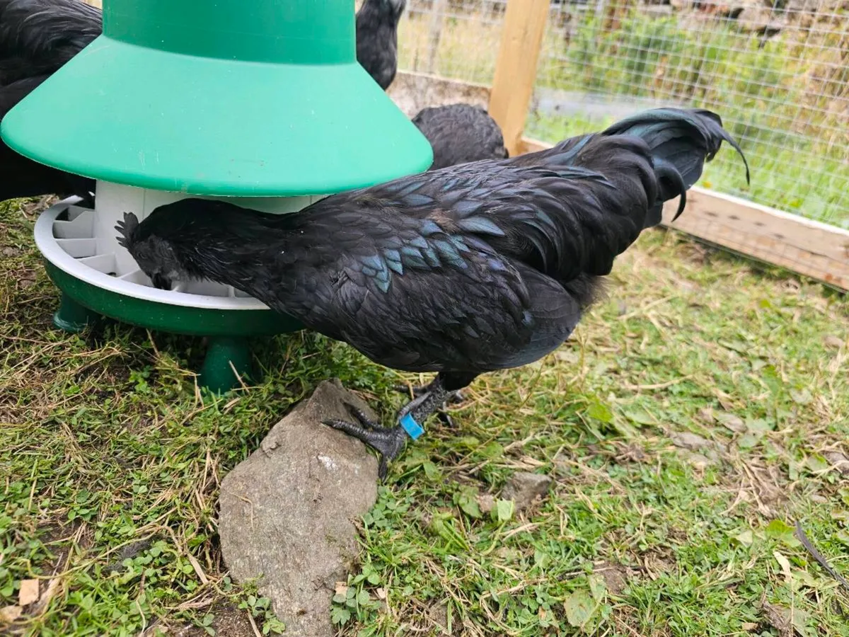 Pure Ayam Cemani Trio - 2 Roosters + 1 Pullet - Image 4