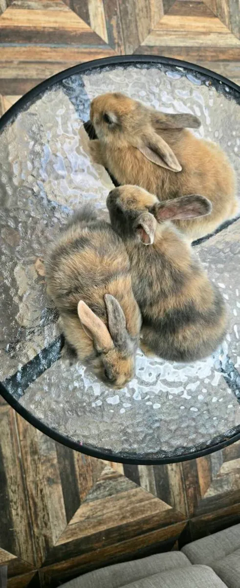 Rabbit - Image 1