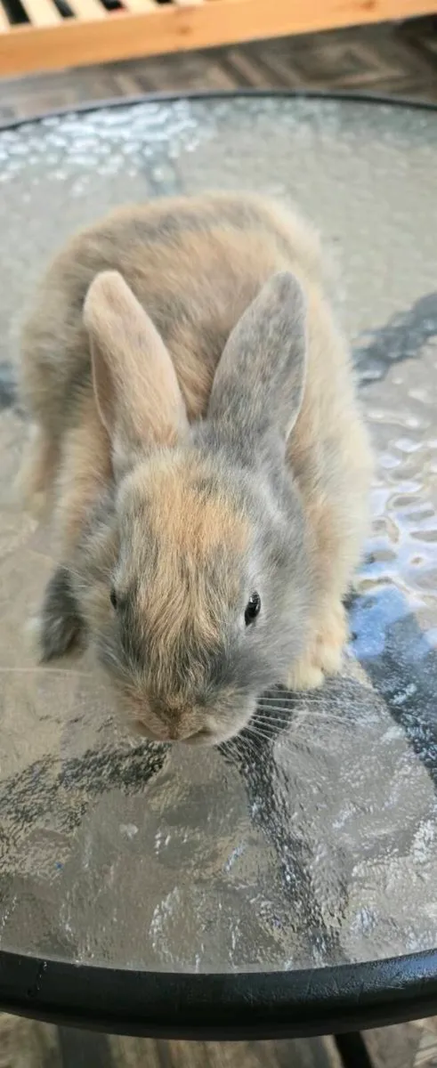 Rabbit - Image 2