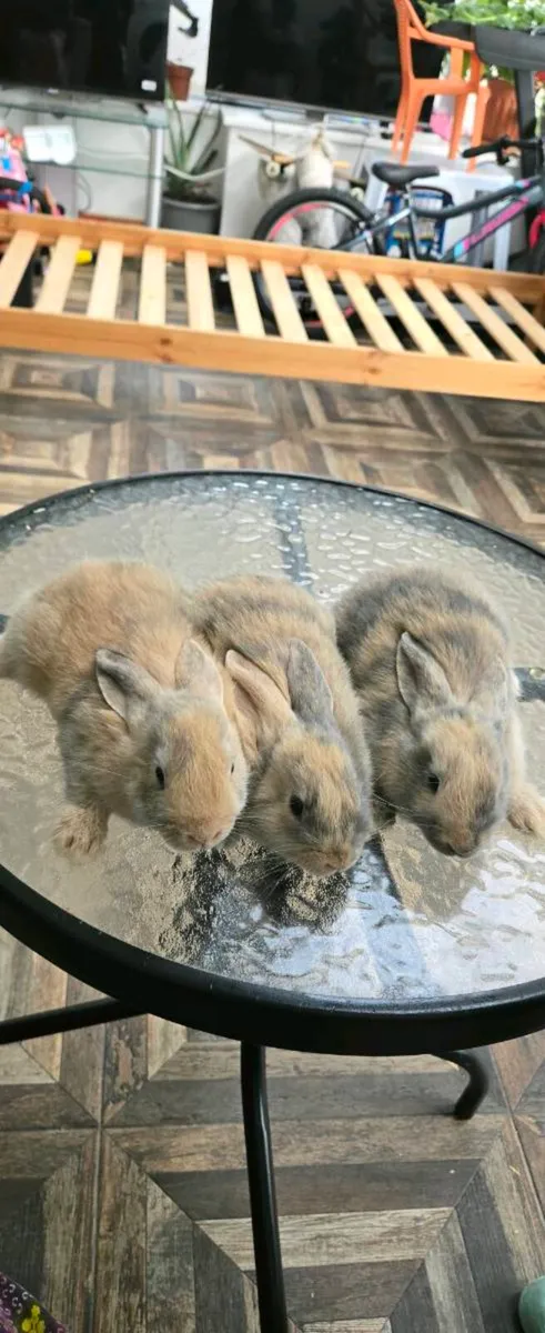 Rabbit - Image 3