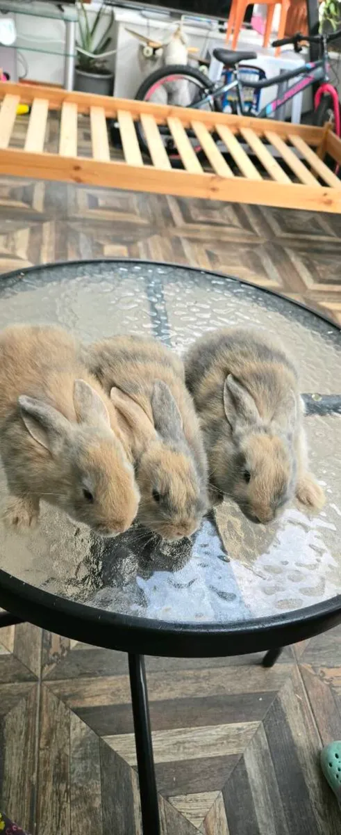 Rabbit - Image 4